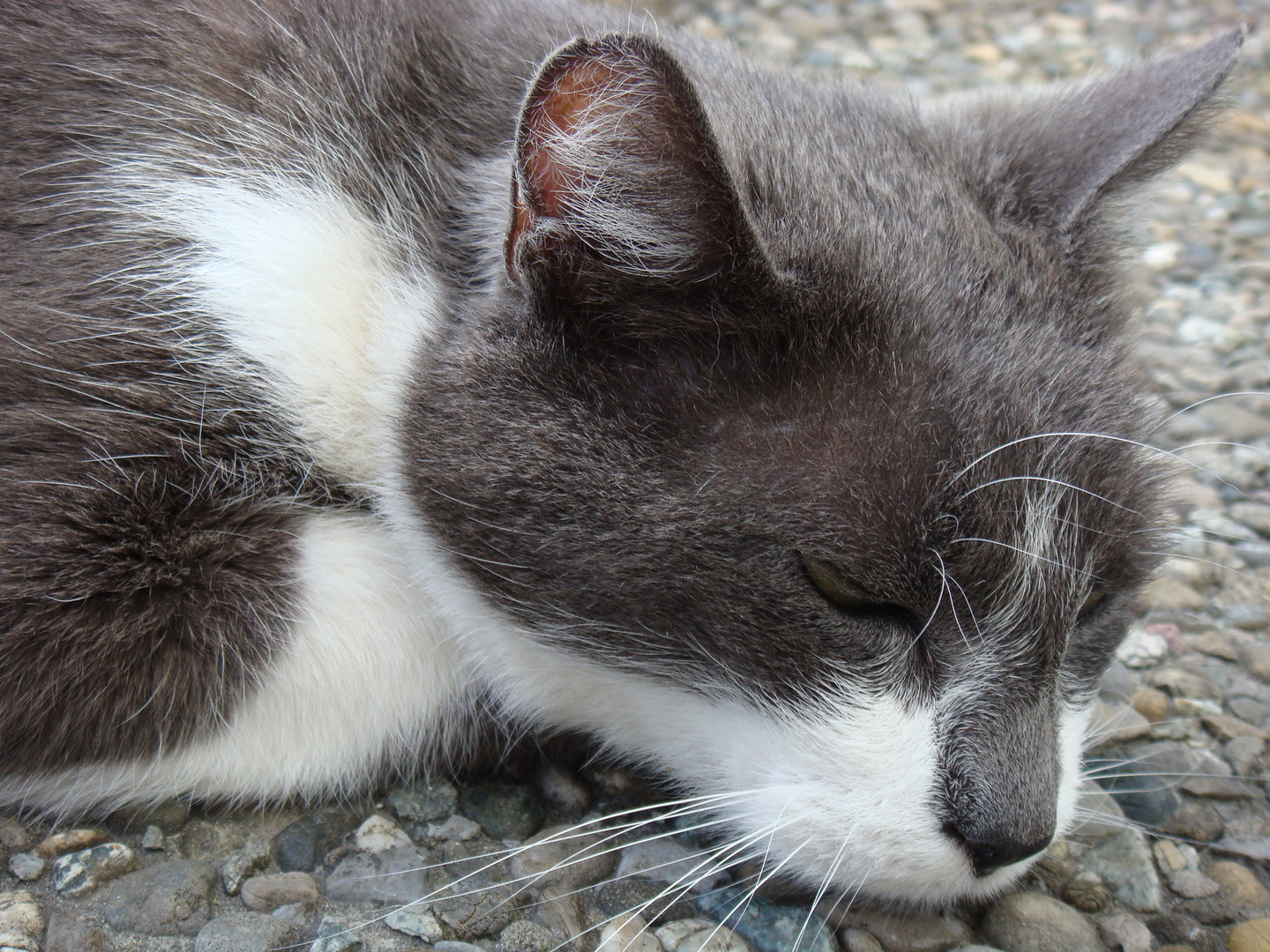 Mein Kater Tommy