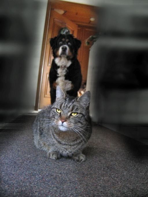 Mein Kater und mein Hund