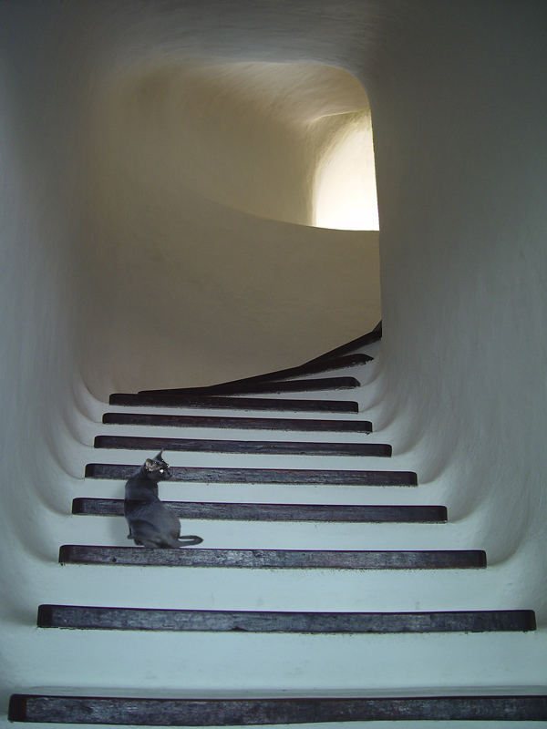 Mein Kater Walter auf der Treppe