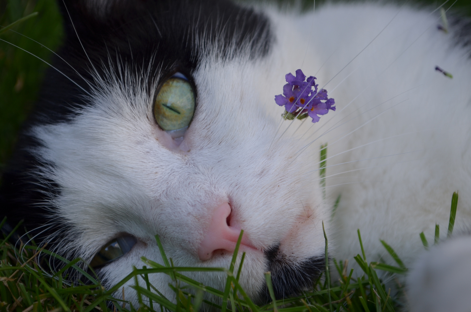 Mein katzenbärchen