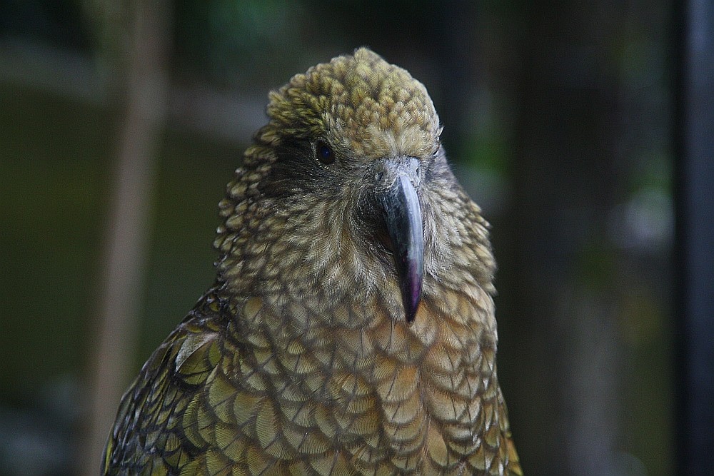 "Mein" Kea