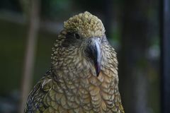 "Mein" Kea