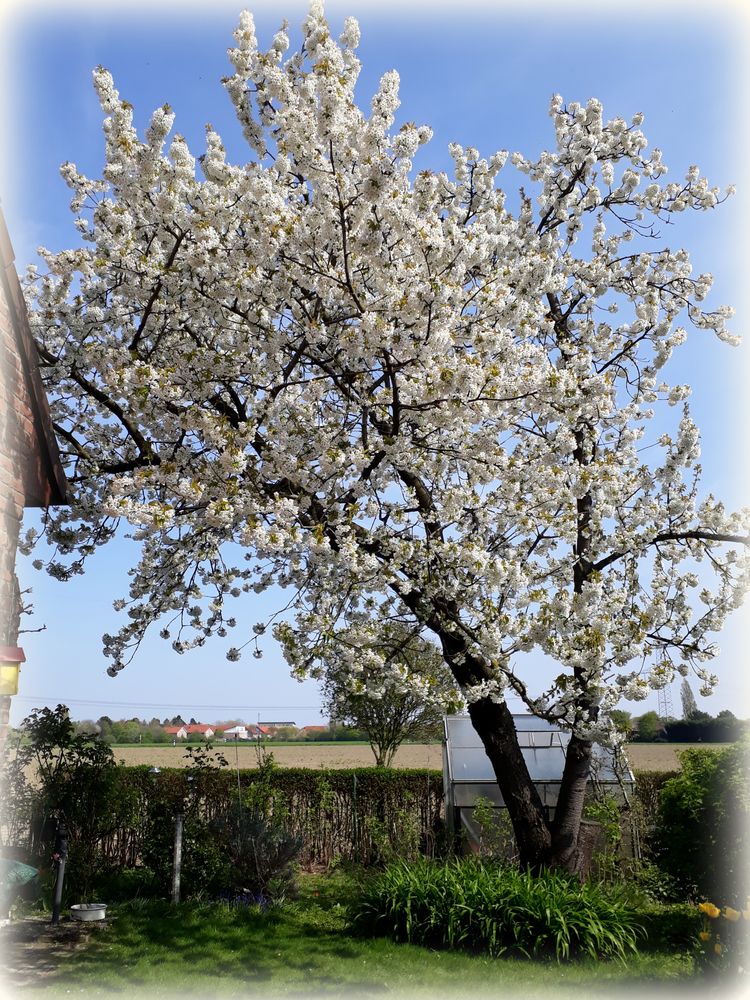 54+ Kirschbaum Neu Pflanzen, Das machen sie am besten im herbst,