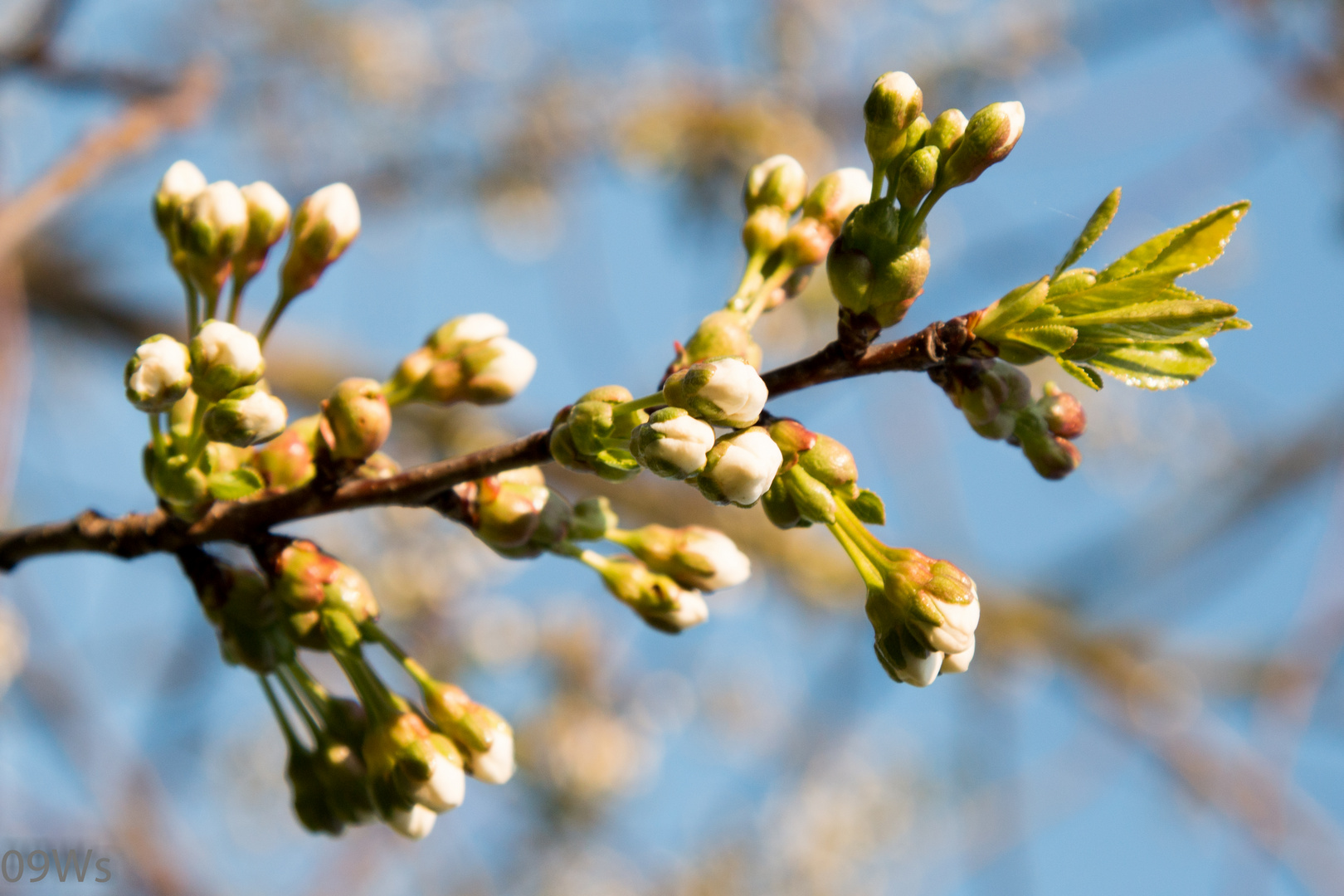 Mein Kirschbaum in Blüte...