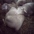 "mein Kissen ist natürlich aus reiner Schafswolle.."