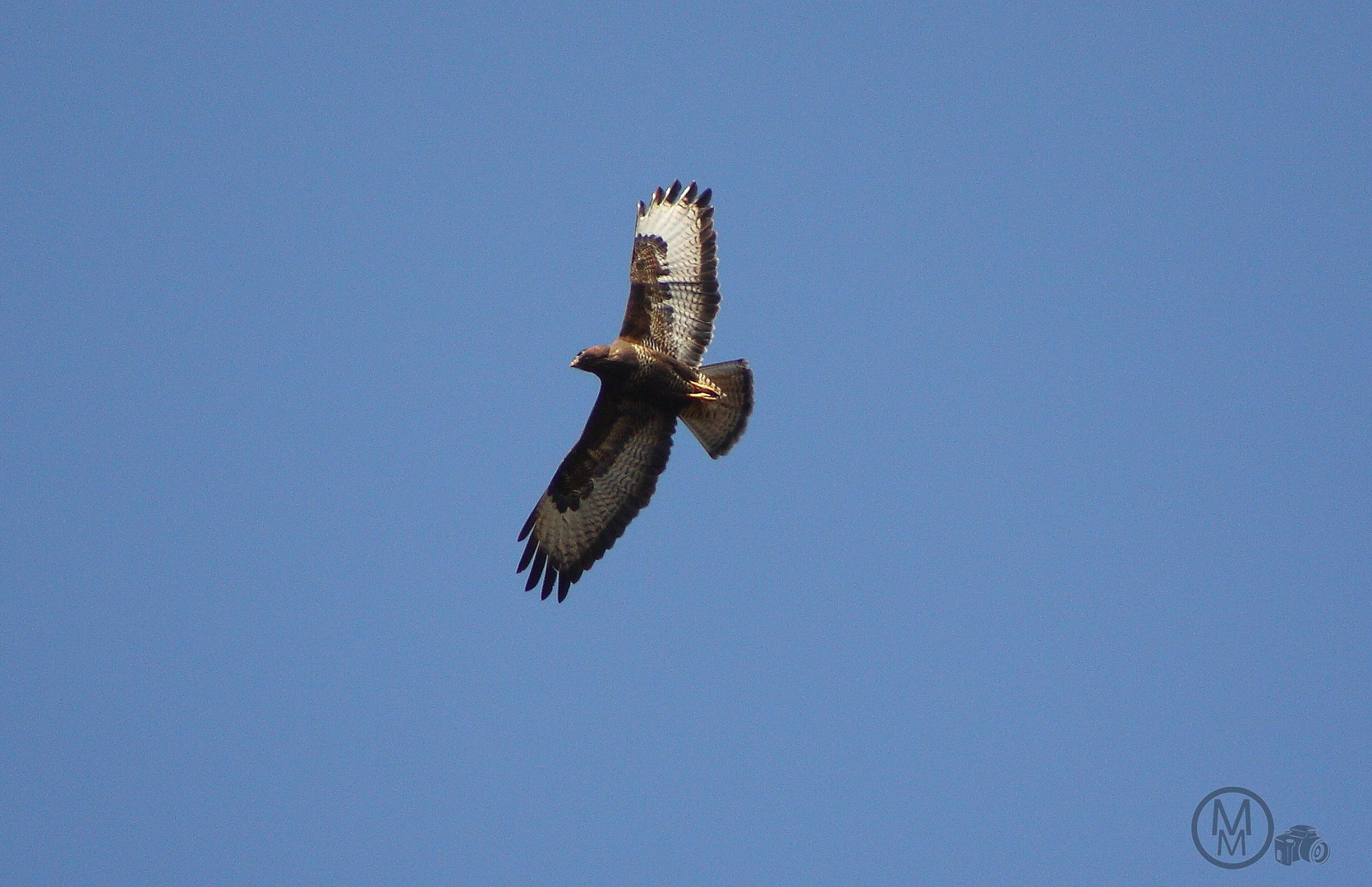 "Mein" kleiner Adler