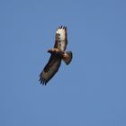 "Mein" kleiner Adler