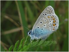 Mein kleiner blauer Freund