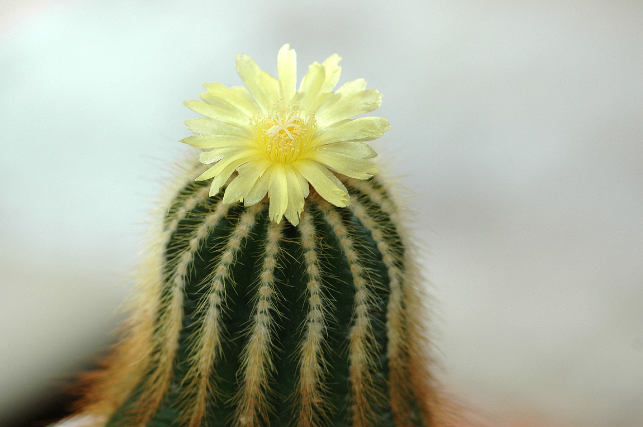 Mein kleiner blühend Kaktus