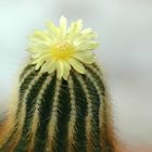Mein kleiner blühend Kaktus