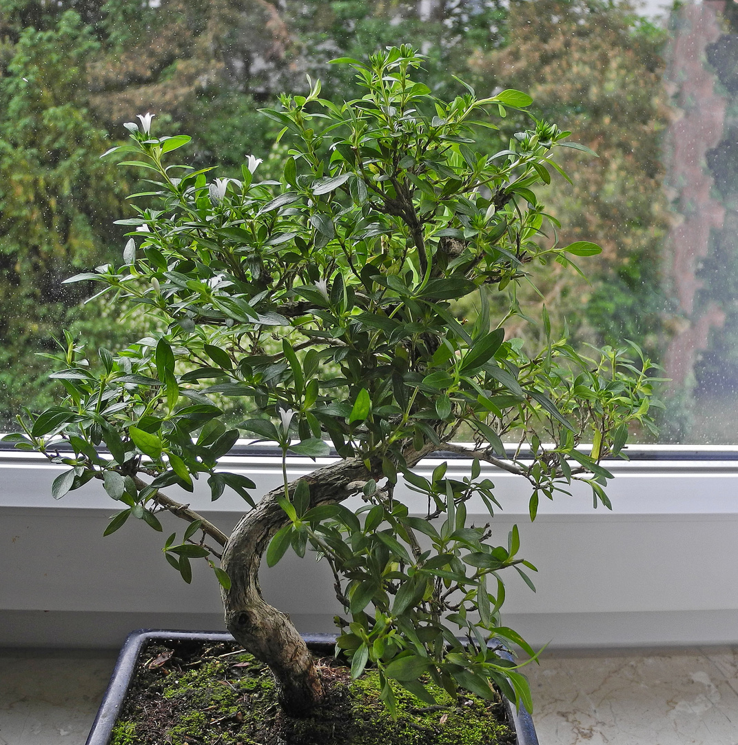 Mein kleiner Bonsai