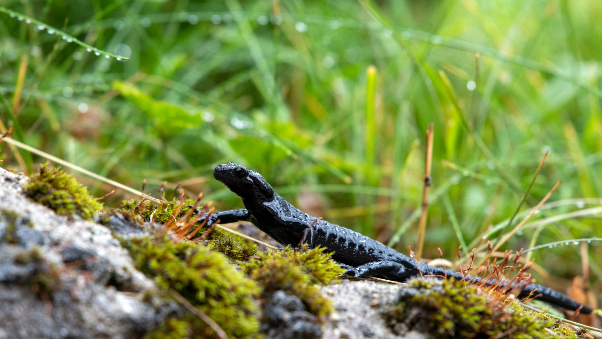 MEIN KLEINER DINOSAURIER Foto & Bild | tiere, wildlife, amphibien