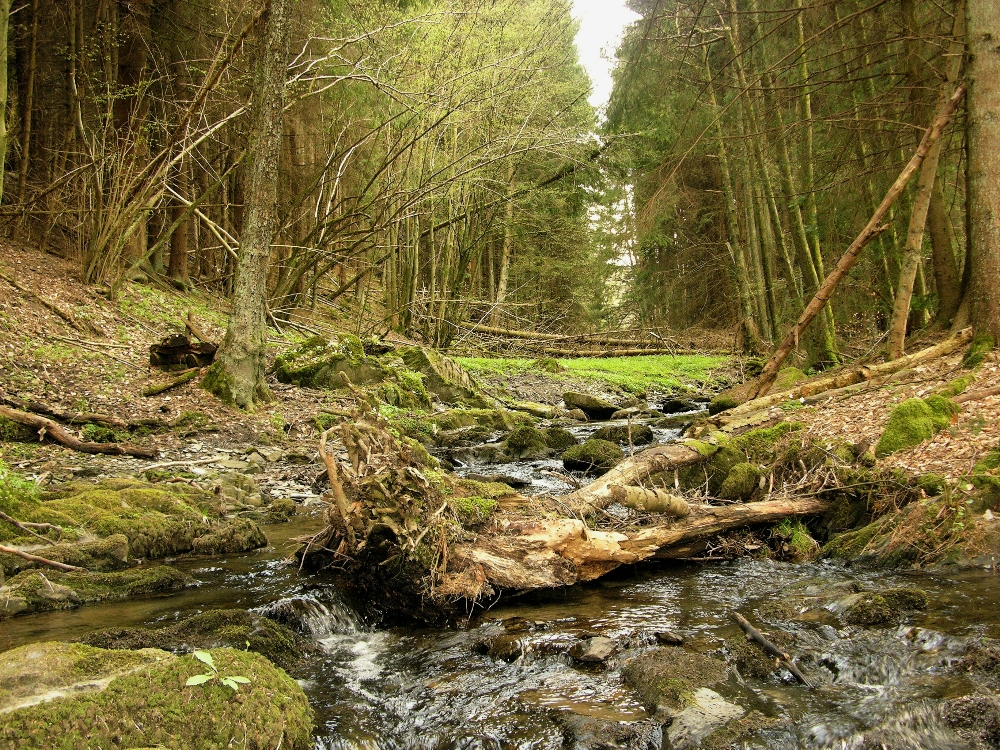 Mein kleiner Eifeler Urwald im Frühling