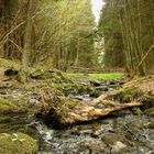 Mein kleiner Eifeler Urwald im Frühling