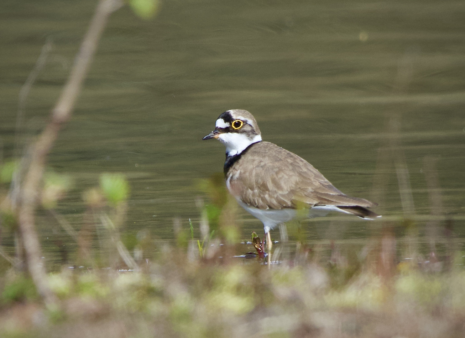 Mein kleiner Freund aus den Maasduinen / NL