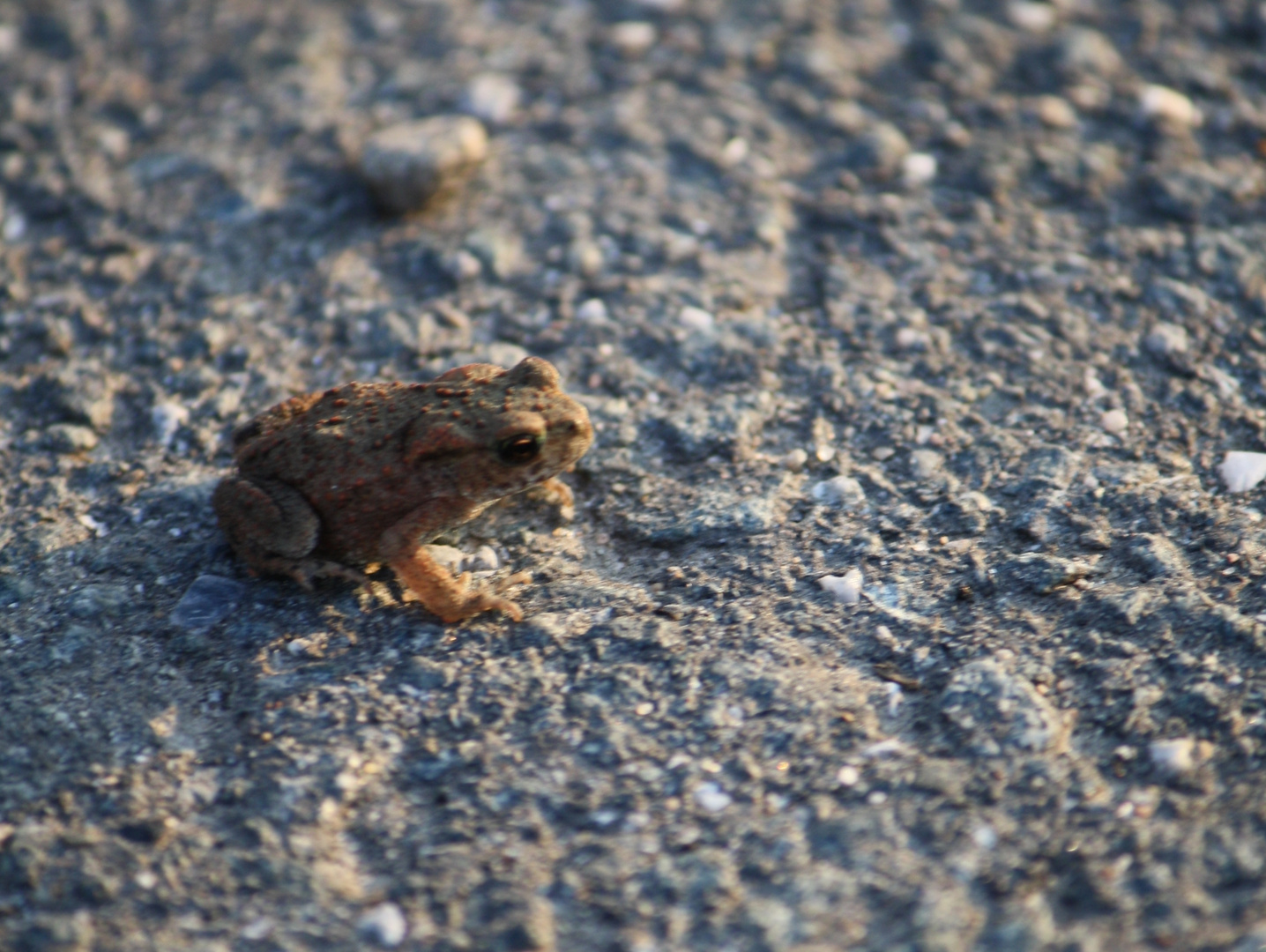 Mein kleiner Freund der Frosch...( der aber mehr ne Kröte ist :D )