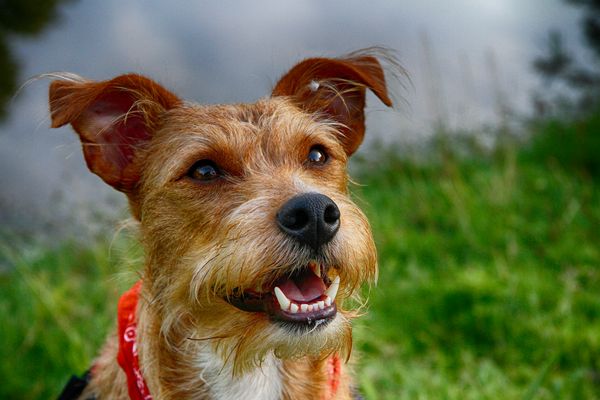 Mein kleiner Freund .........