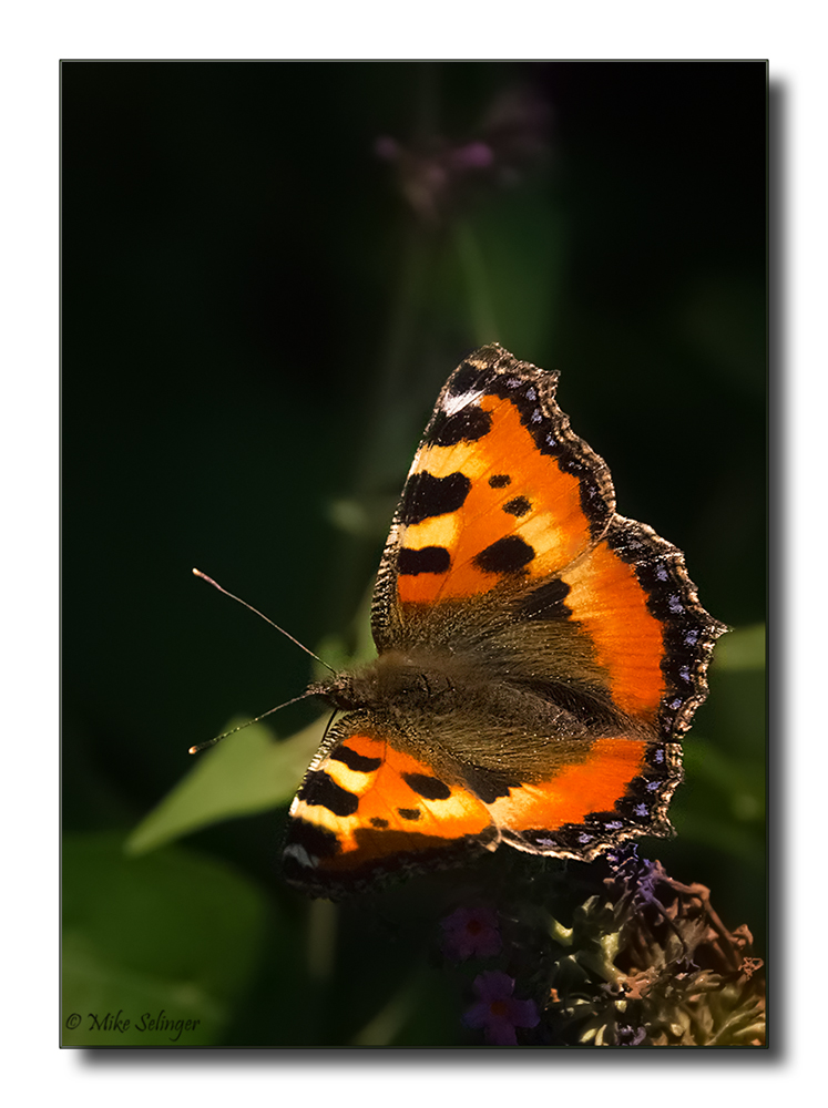 Mein kleiner Fuchs (Aglais urticae) ...