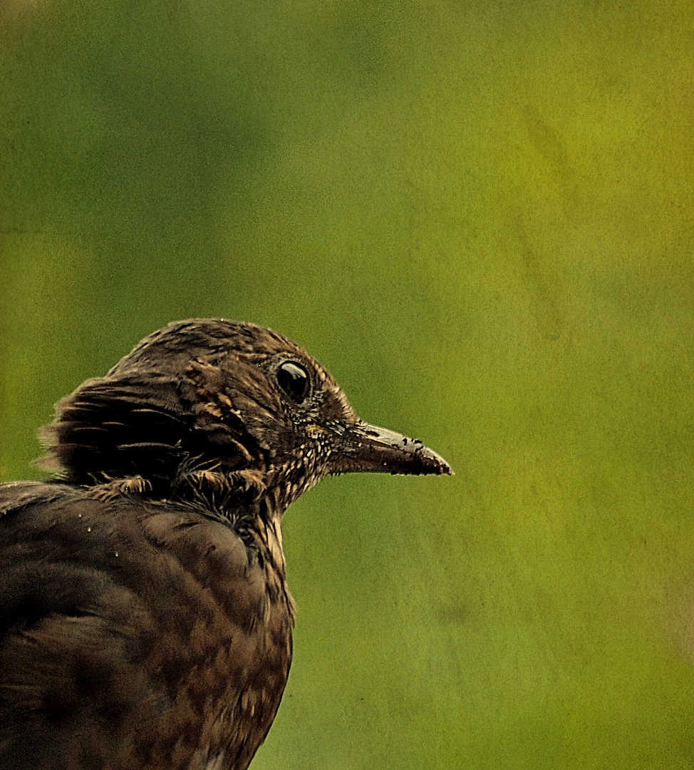 Mein kleiner Galgenvogel :-)