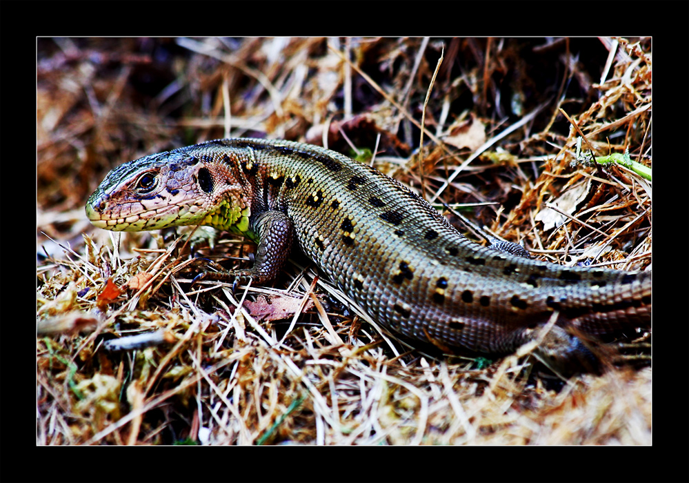 mein kleiner Garten-Drache.......:-))