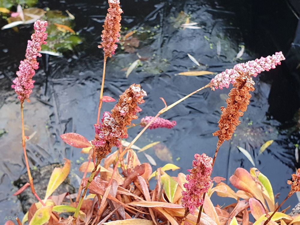 Mein kleiner Gartenteich