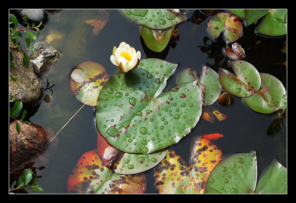 Mein kleiner Gartenteich