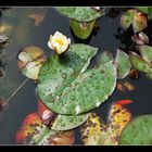 Mein kleiner Gartenteich