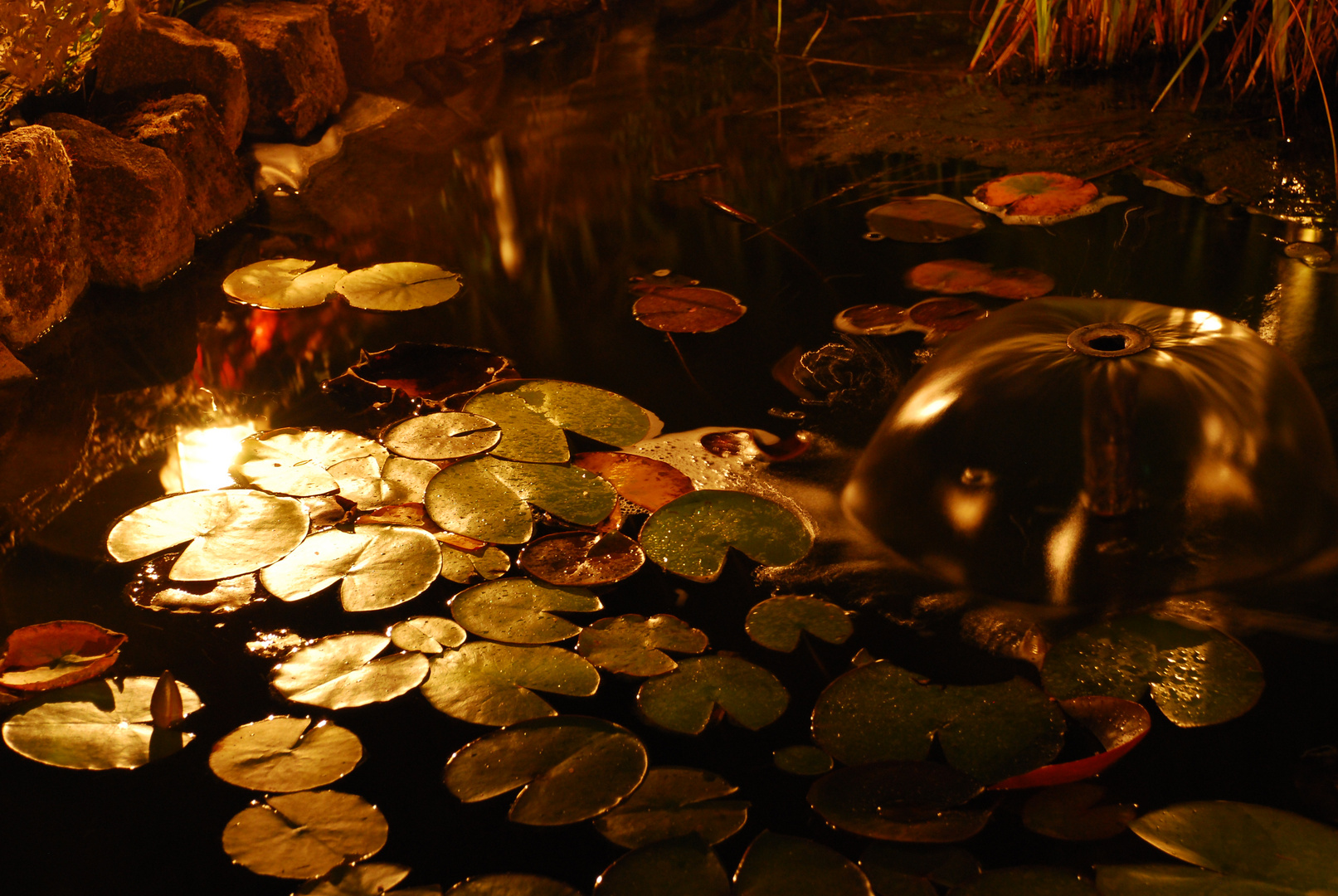 Mein kleiner Gartenteich bei Nacht