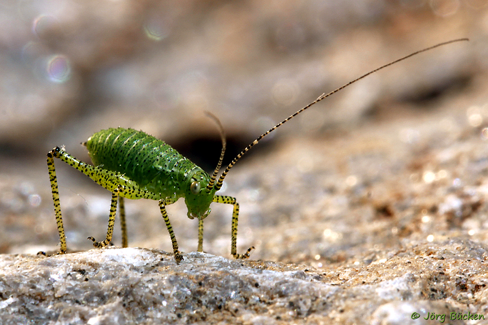 Mein kleiner grüner Freund namens Leptophyes punctatissima