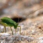 Mein kleiner grüner Freund namens Leptophyes punctatissima