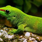 Mein kleiner grüner Gecko