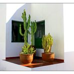 Mein kleiner grüner Kaktus......
