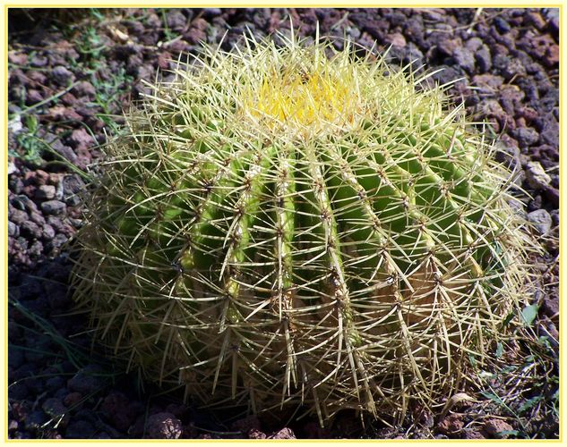 mein kleiner grüner kaktus Foto & Bild | pflanzen, pilze & flechten