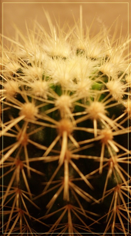 mein kleiner, grüner Kaktus ... (II)