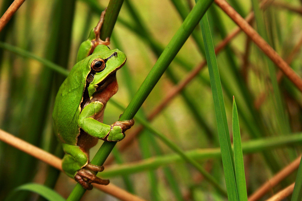 mein kleiner grüner Laubfrosch