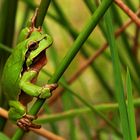 mein kleiner grüner Laubfrosch