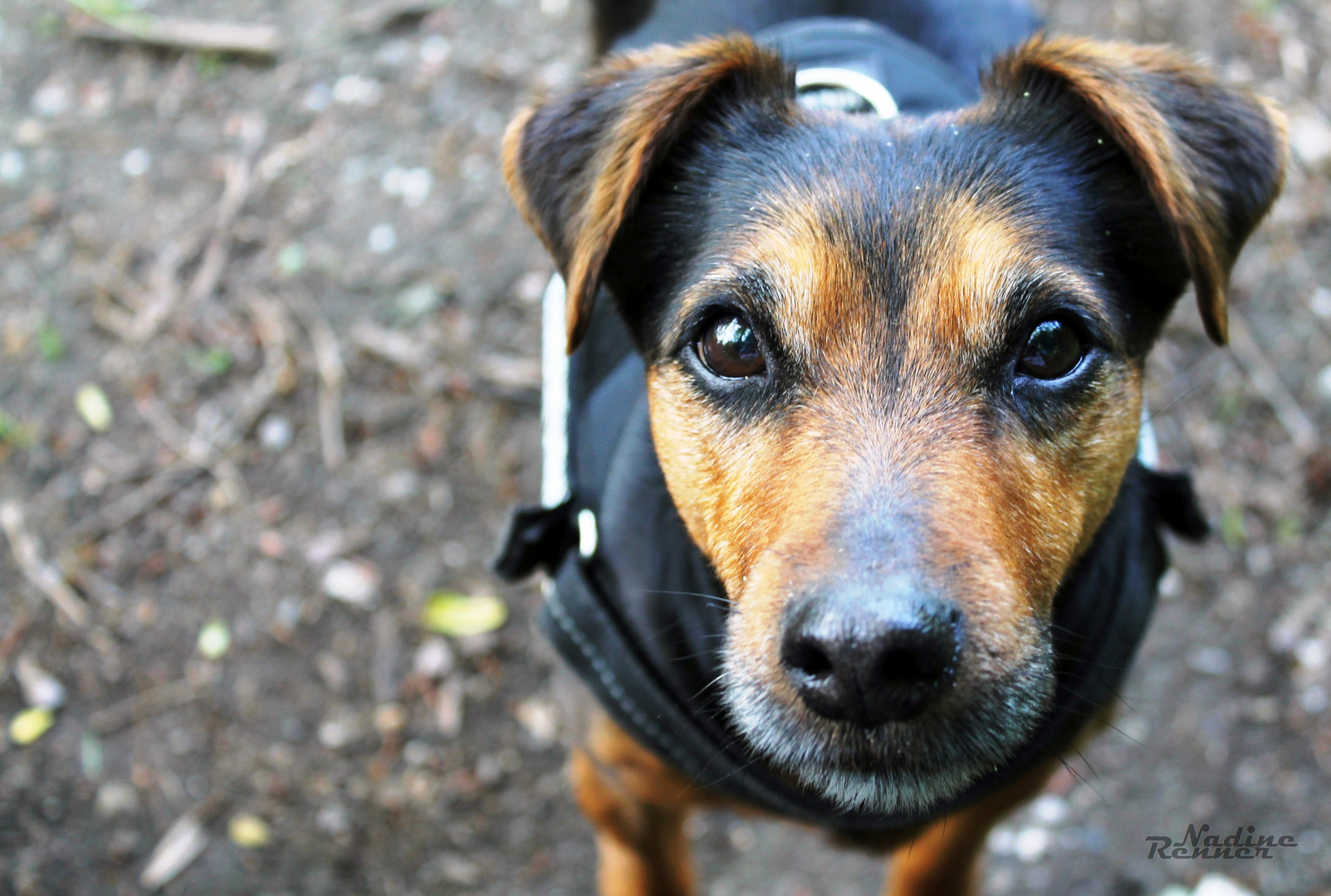 Mein kleiner Hund - mein Herzschlag zu meinen Füßen.