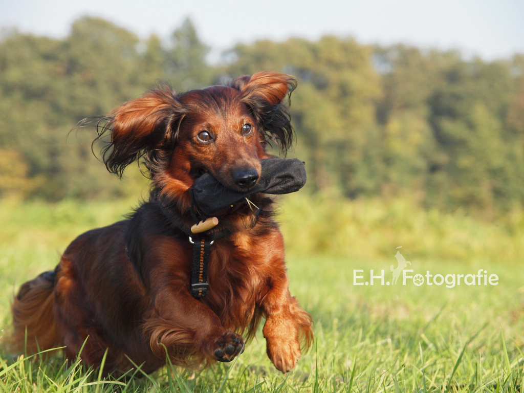 Mein kleiner Jagdhund ;-)