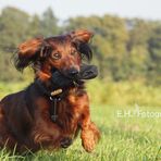 Mein kleiner Jagdhund ;-)