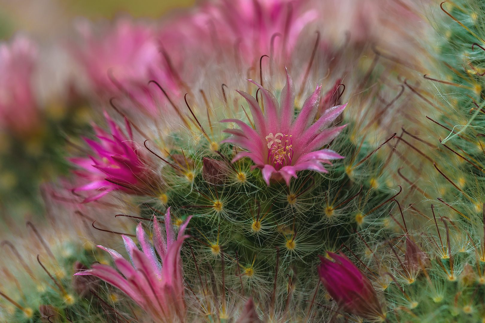 mein kleiner Kaktus Foto amp Bild natur pflanzen bl 252 ten Bilder auf 