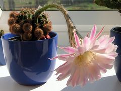 Mein kleiner Kaktus mal ganz groß in der Blüte!