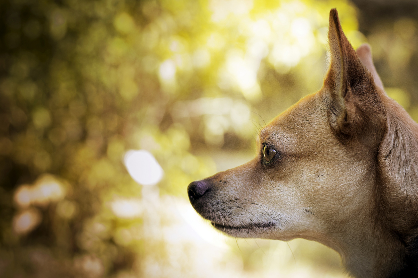 Mein kleiner Kampfhund