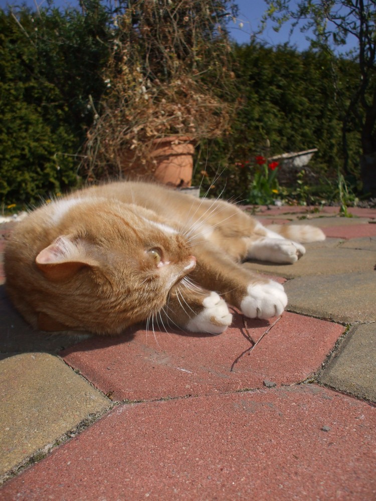 mein kleiner Kater