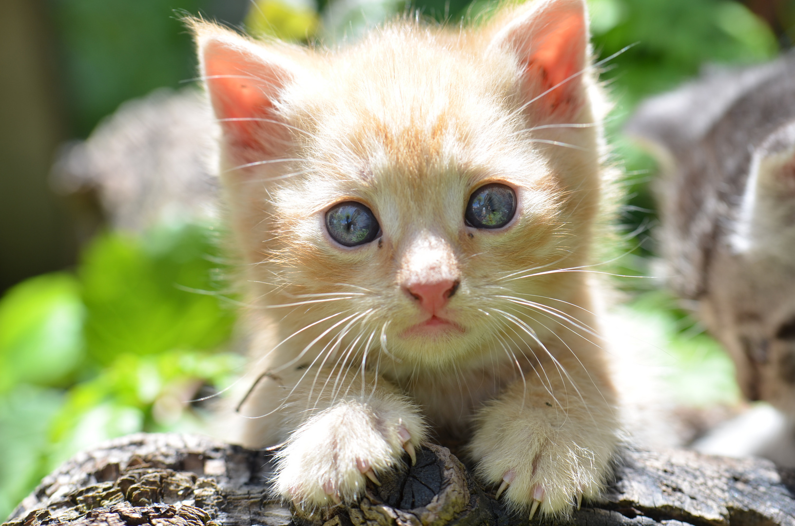 Mein kleiner Kater