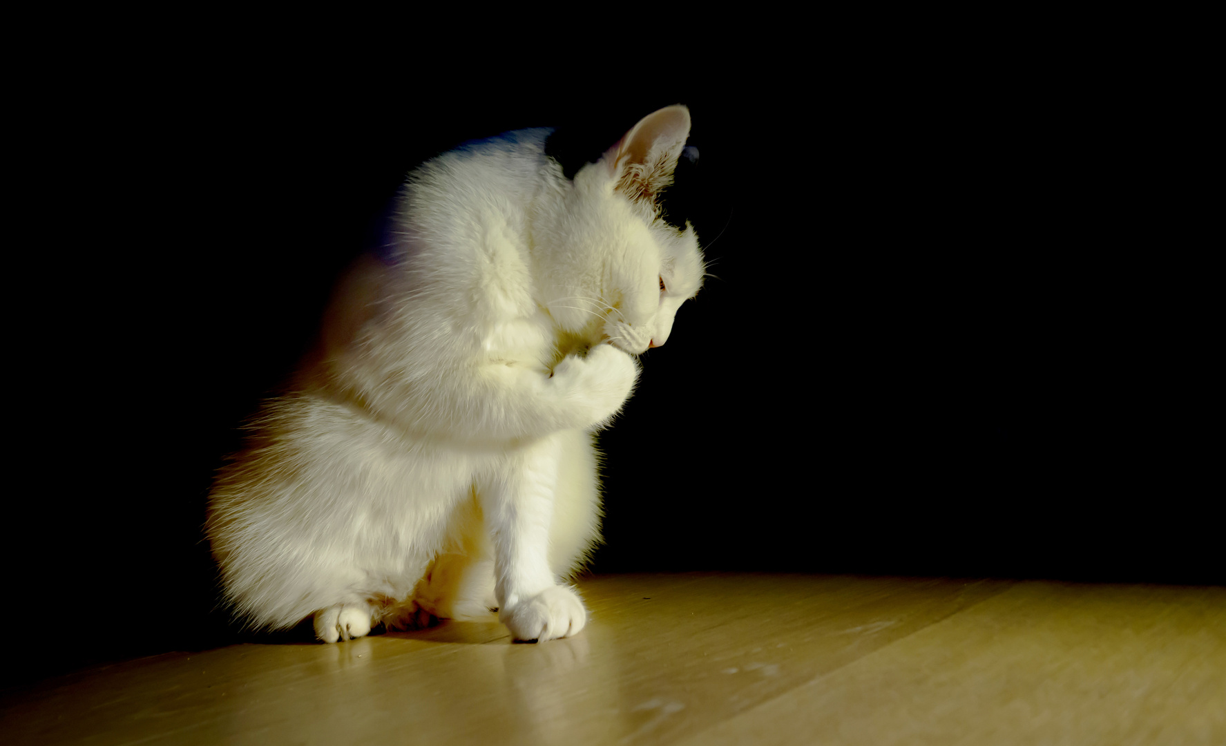 Mein kleiner Kater  --