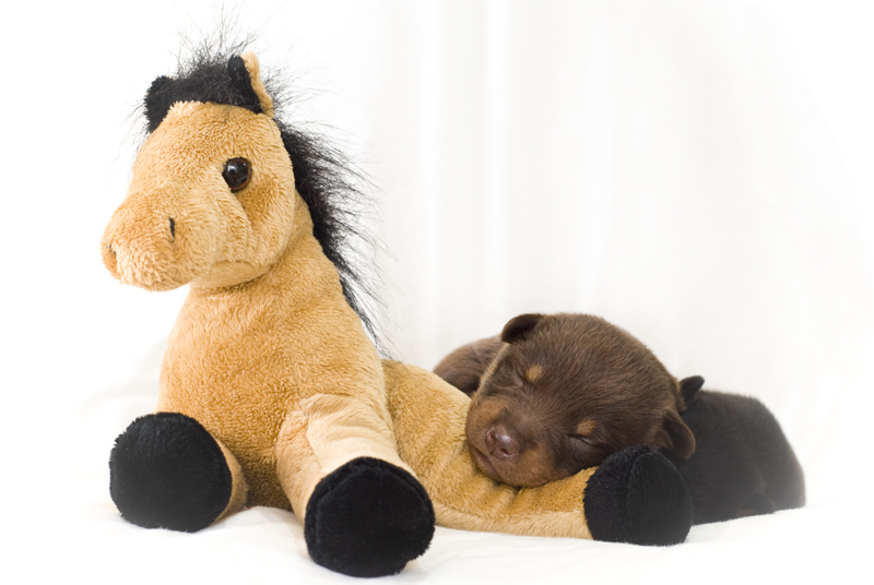 Mein kleiner Kelpie/Border Collie Welpe :)