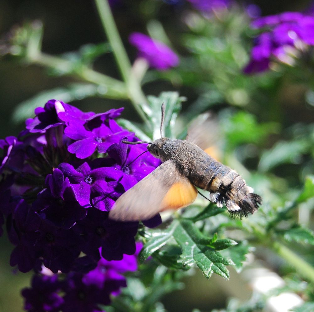 mein kleiner Kolibri Foto & Bild tiere, wildlife, insekten Bilder auf mein kleiner Kolibri Foto & Bild tiere, wildlife, insekten Bilder auf