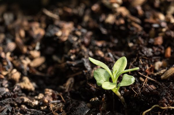 Mein kleiner Lavendel . . .