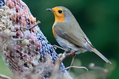 Mein kleiner Lieblingsvogel