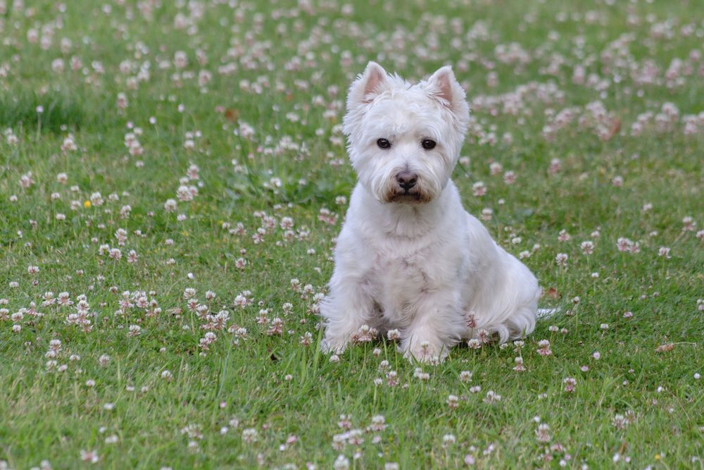 Mein kleiner Prinz Viktor